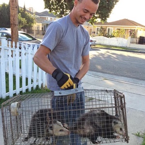 Opossum Trapping & Removal