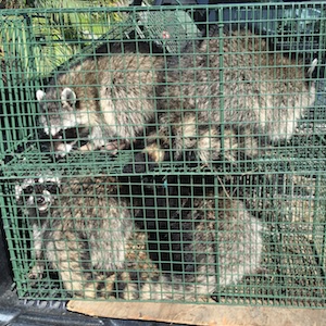 Tucson Raccoon Trapping and Removal