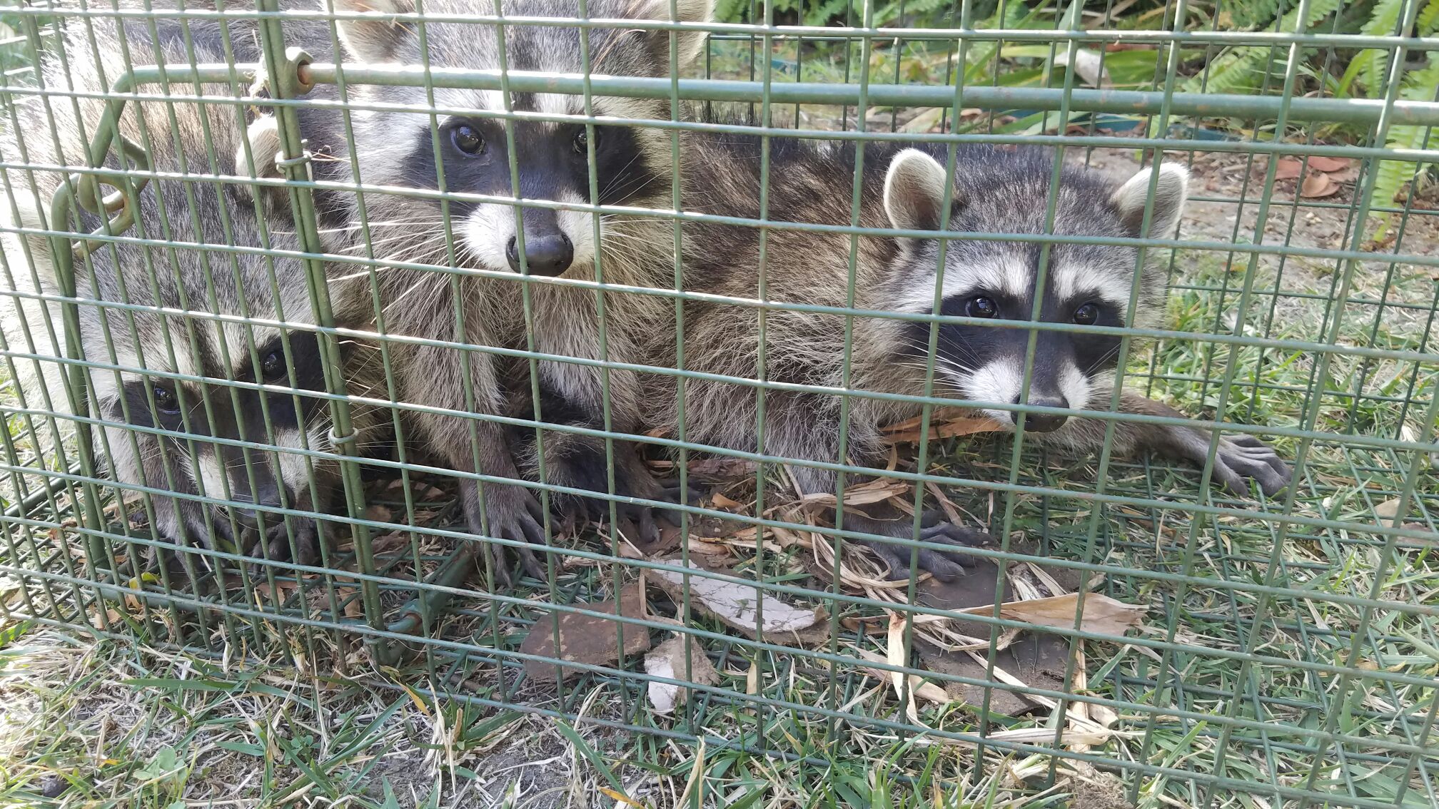 Tucson Wildlife Trapping and Removal Services